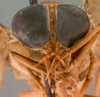 صورة Tabanus tardinotus Bequaert 1940