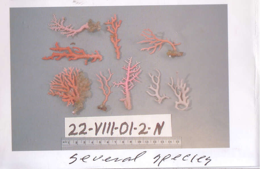 Image of Spiny Hydrocoral