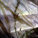 صورة Phaenosperma globosum Munro ex Oliv.