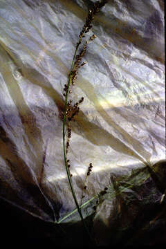 صورة Phaenosperma globosum Munro ex Oliv.