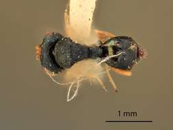 Trichomalopsis tachinae (Gahan 1917) resmi