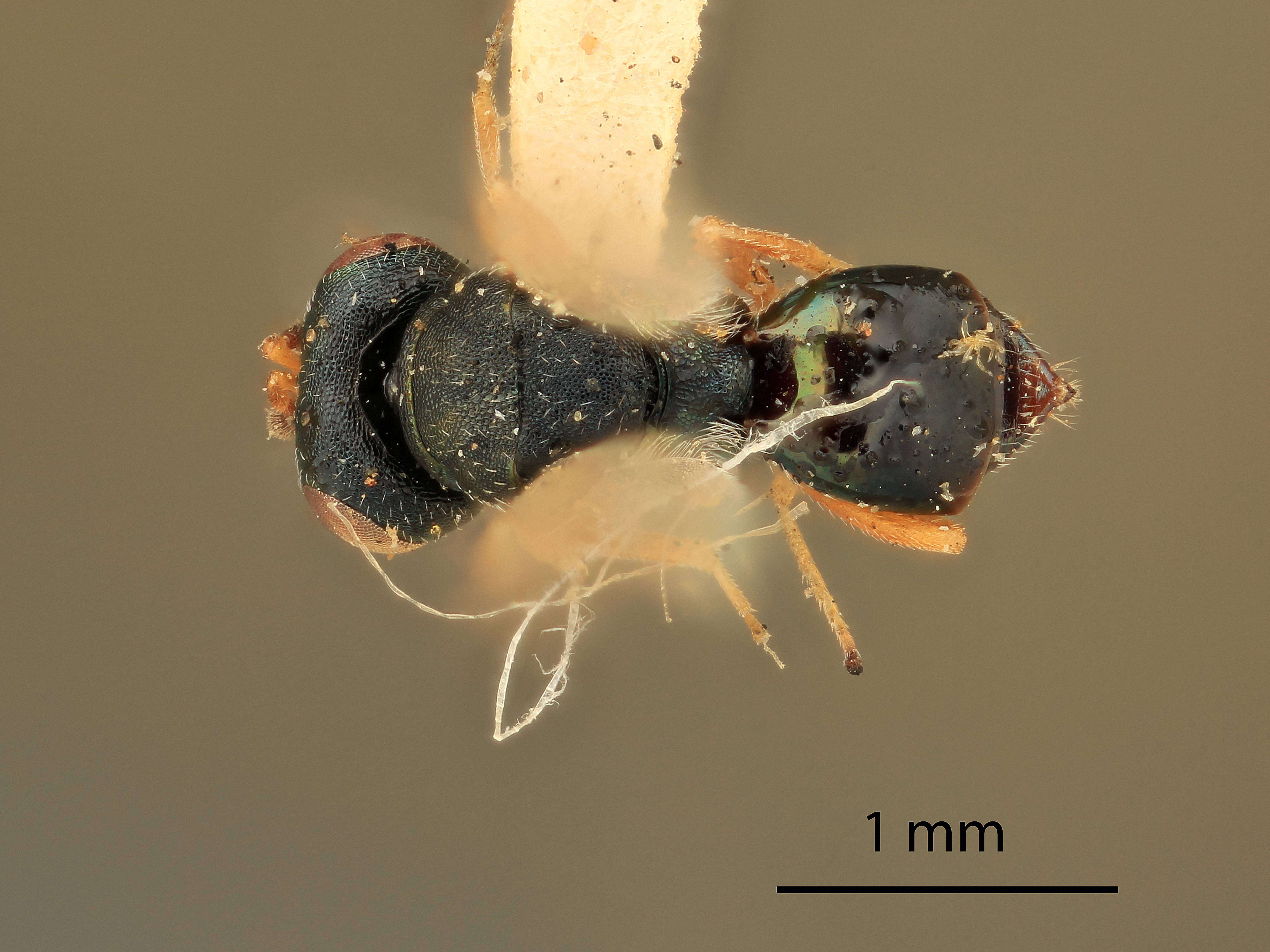 Trichomalopsis tachinae (Gahan 1917) resmi