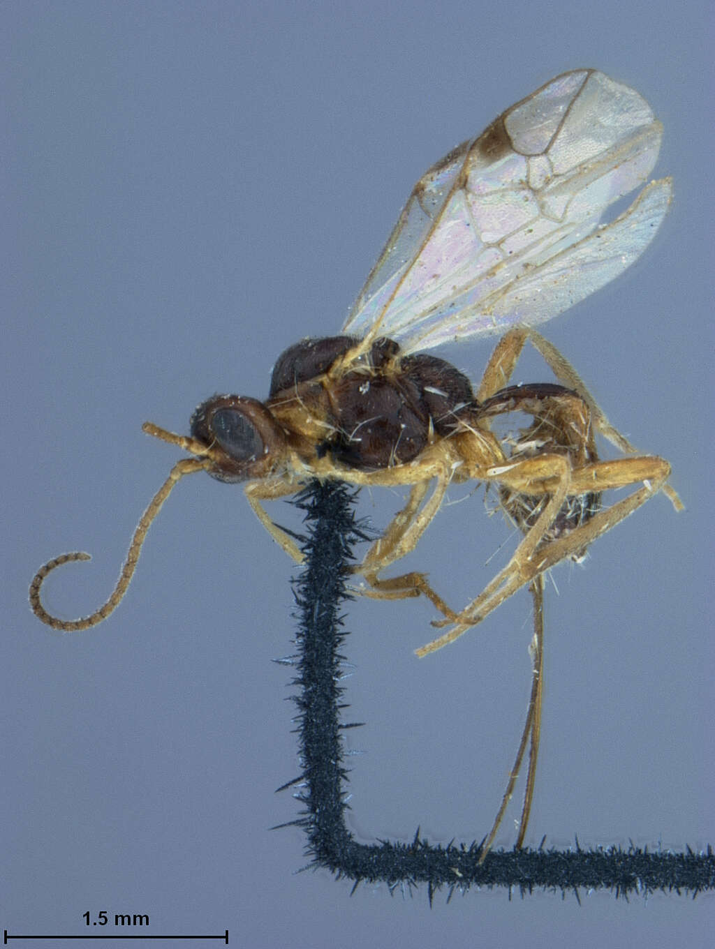 Image of Meteorus orchesiae Ashmead 1889