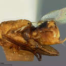 Image of Prionomastix biformis (Ashmead 1900)