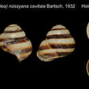 Image of Cochlostyla (Calocochlea) roissyana cavitala Bartsch