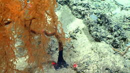 Image of Black coral
