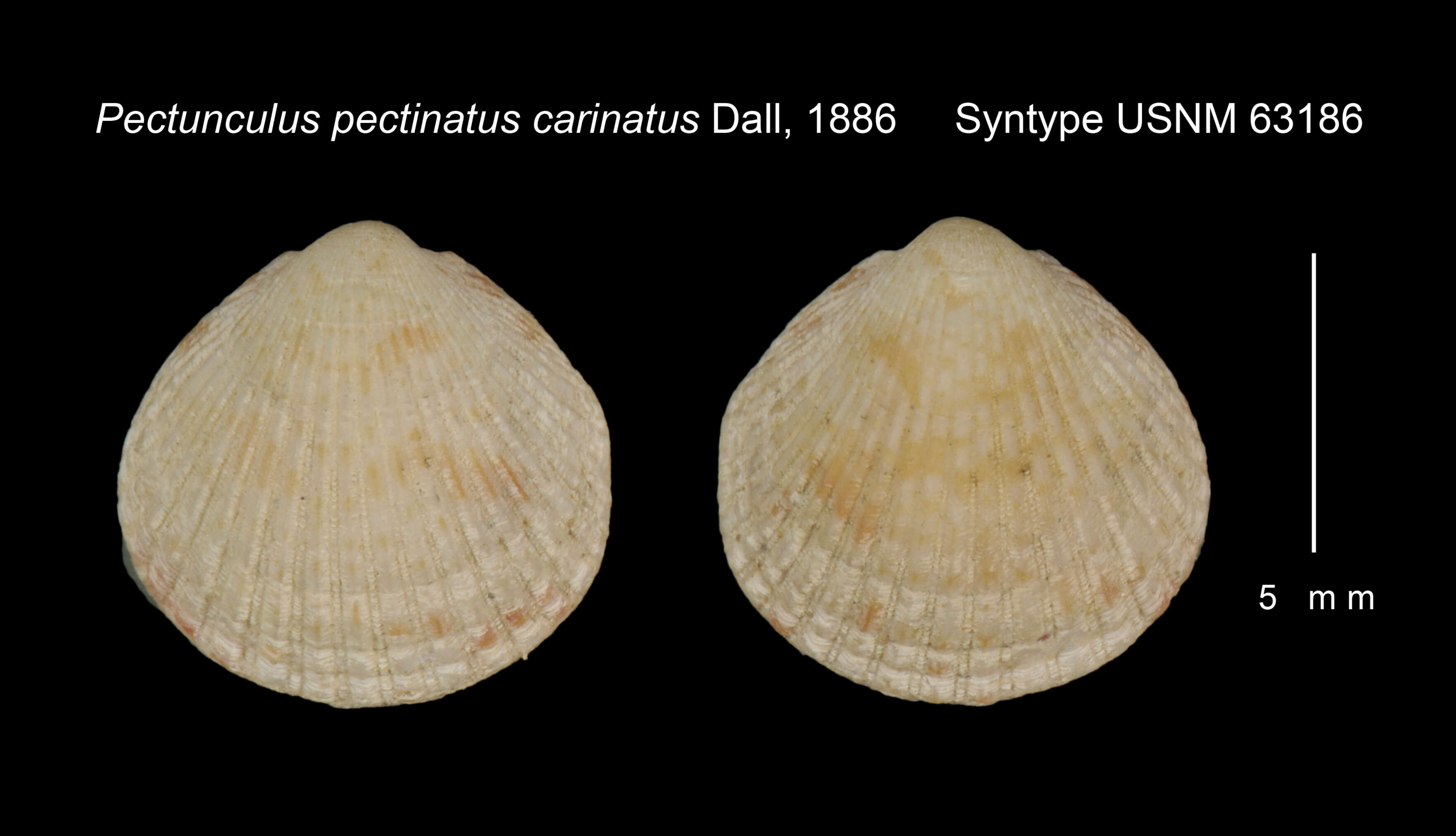 Image of Tucetona pectinata (Gmelin 1791)