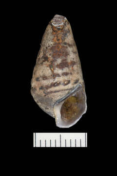 Image of Rough hornsnail