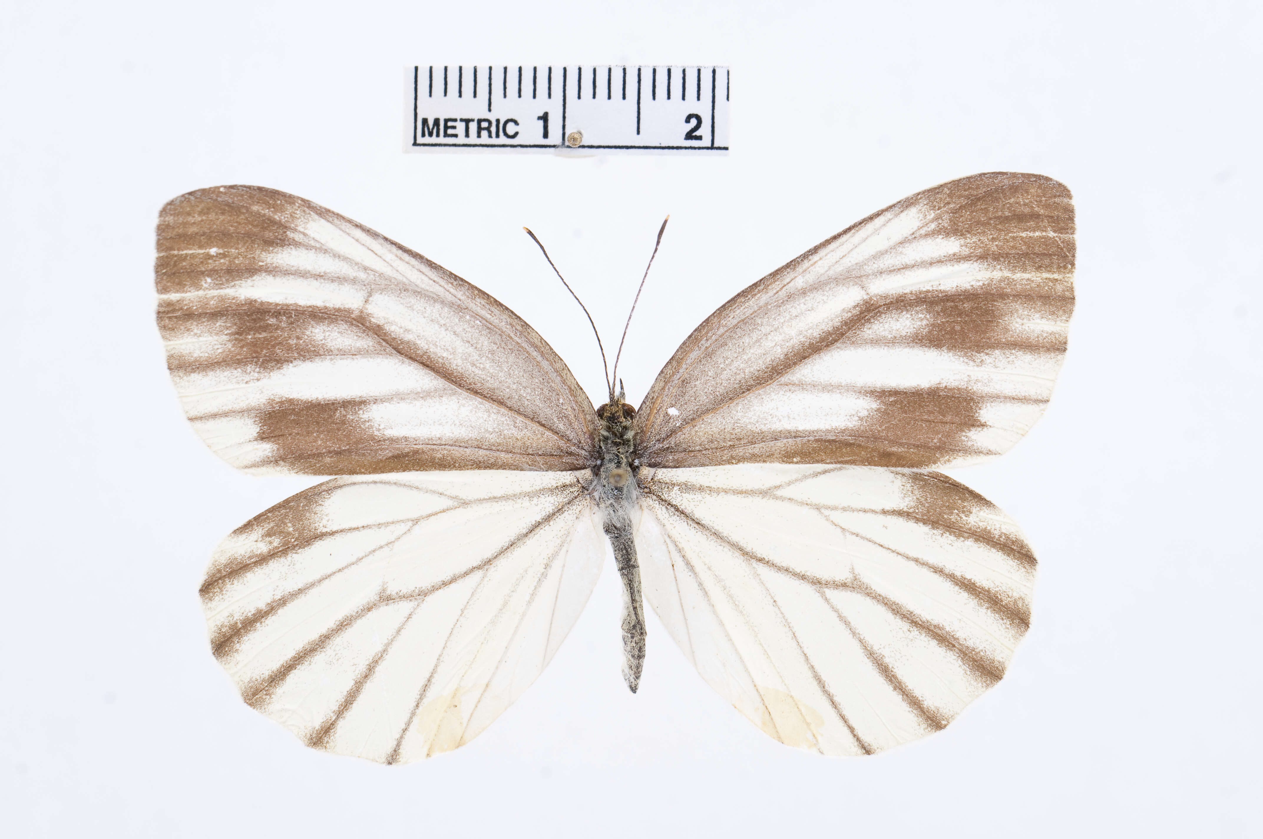 Image of Pieris melete Ménétriès 1857