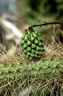 Image of Puerto Rico applecactus