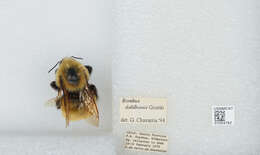 Image de Bombus dahlbomii Guérin-Méneville 1835