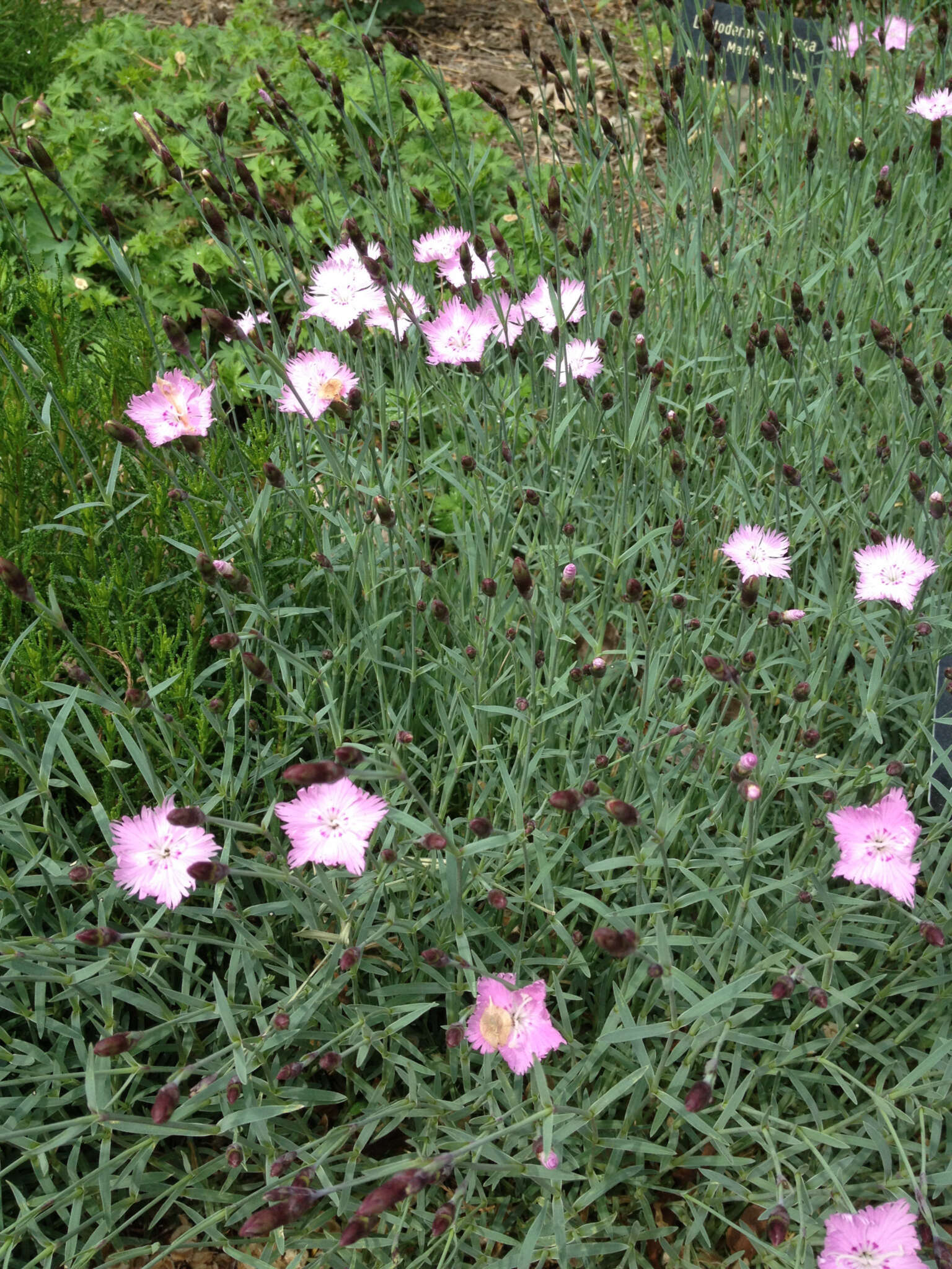 صورة Dianthus gratianopolitanus Vill.