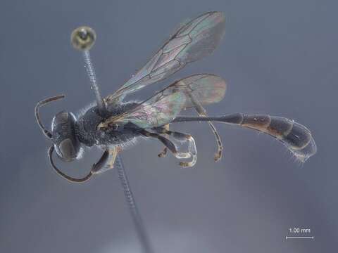 Image de Trypoxylon nipponicum Tsuneki 1956