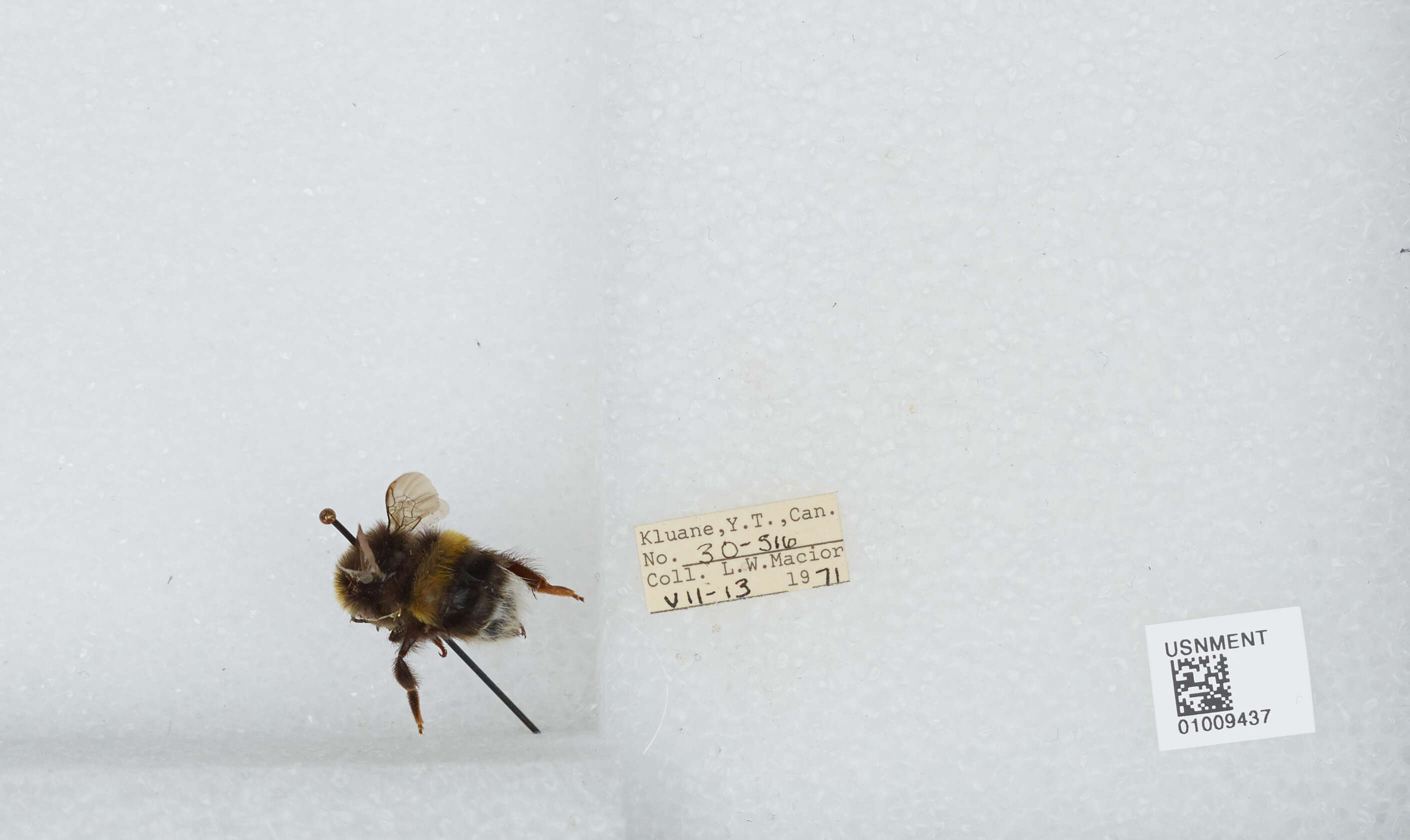 Image of White-tailed bumblebee