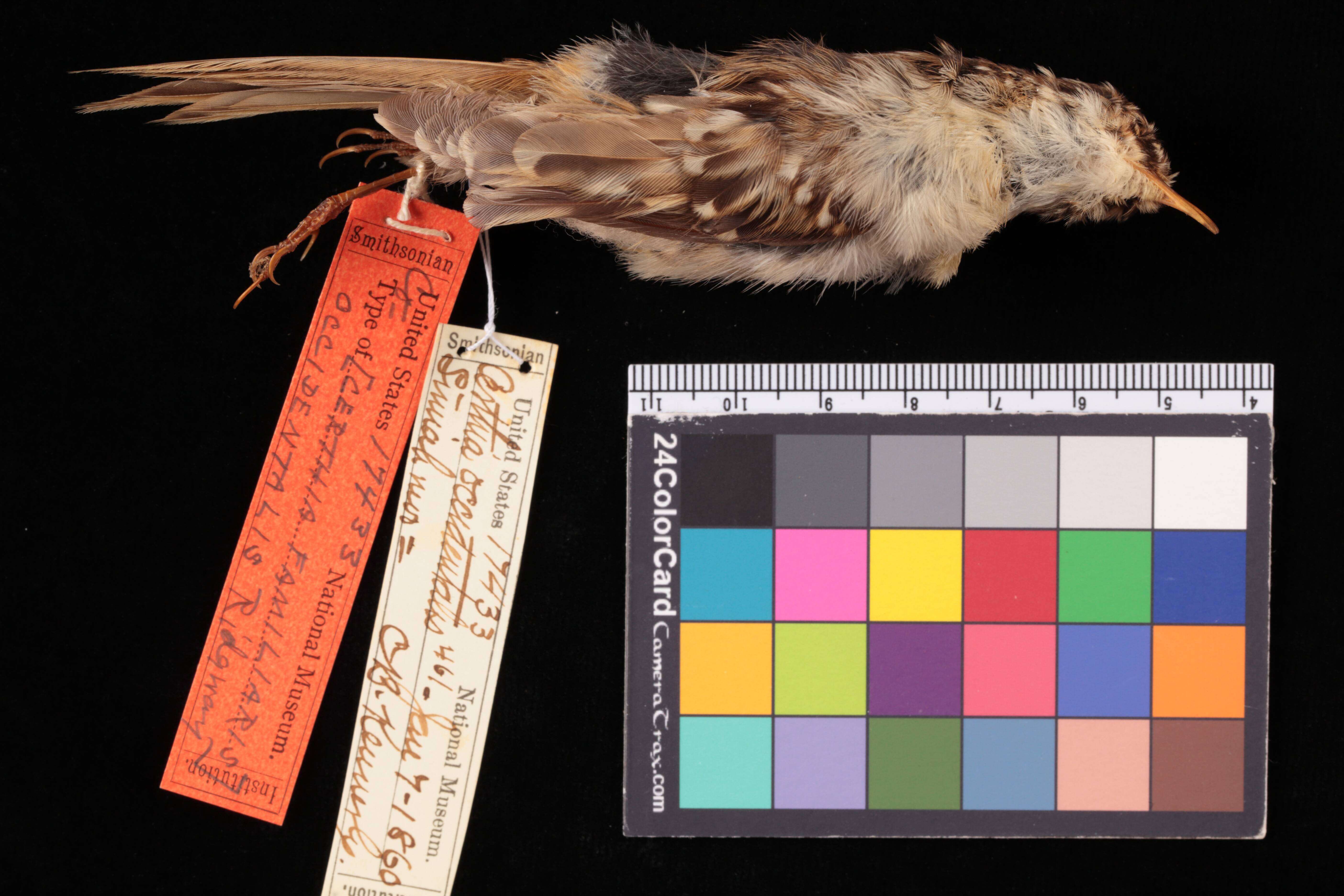 Image of Certhia americana occidentalis Ridgway 1882