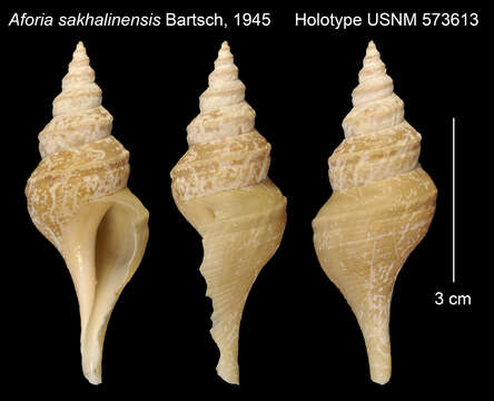 Image of Aforia sakhalinensis Bartsch 1945