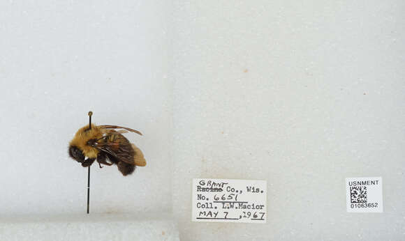 Image of Two-spotted Bumblebee