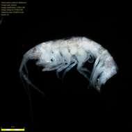 Image of Amphipoda