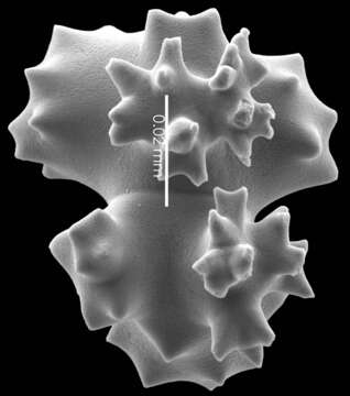 Image of Pleurocorallium niveum (Bayer 1956)