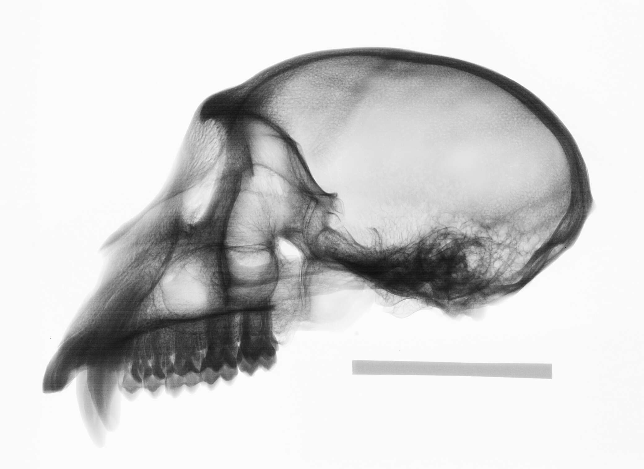 Слика од Macaca cyclopis (Swinhoe 1863)