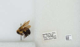 صورة Bombus bimaculatus Cresson 1864