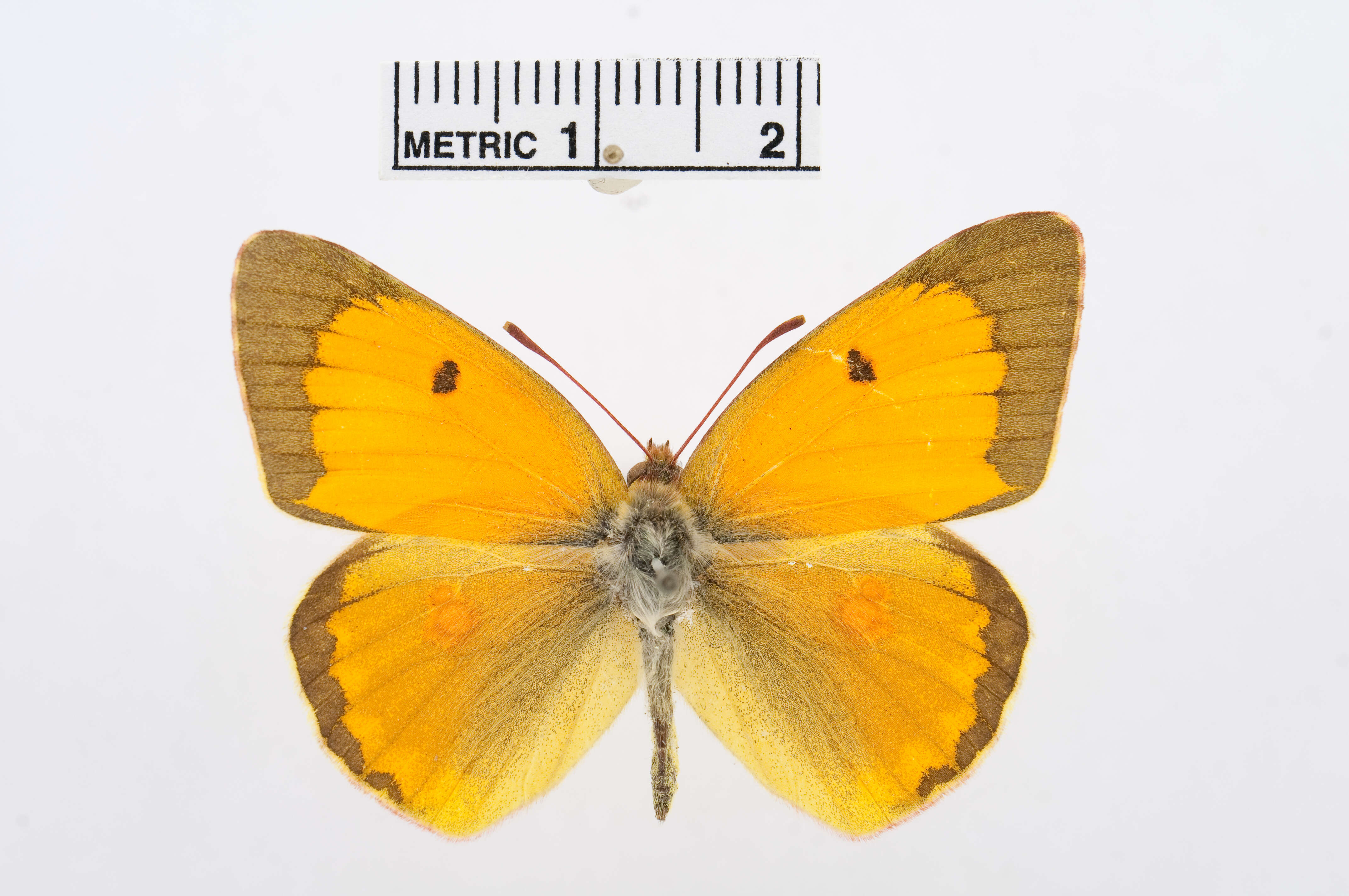 Image of Colias chrysotheme (Esper 1777)