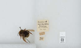 Слика од Bombus occidentalis Greene 1858