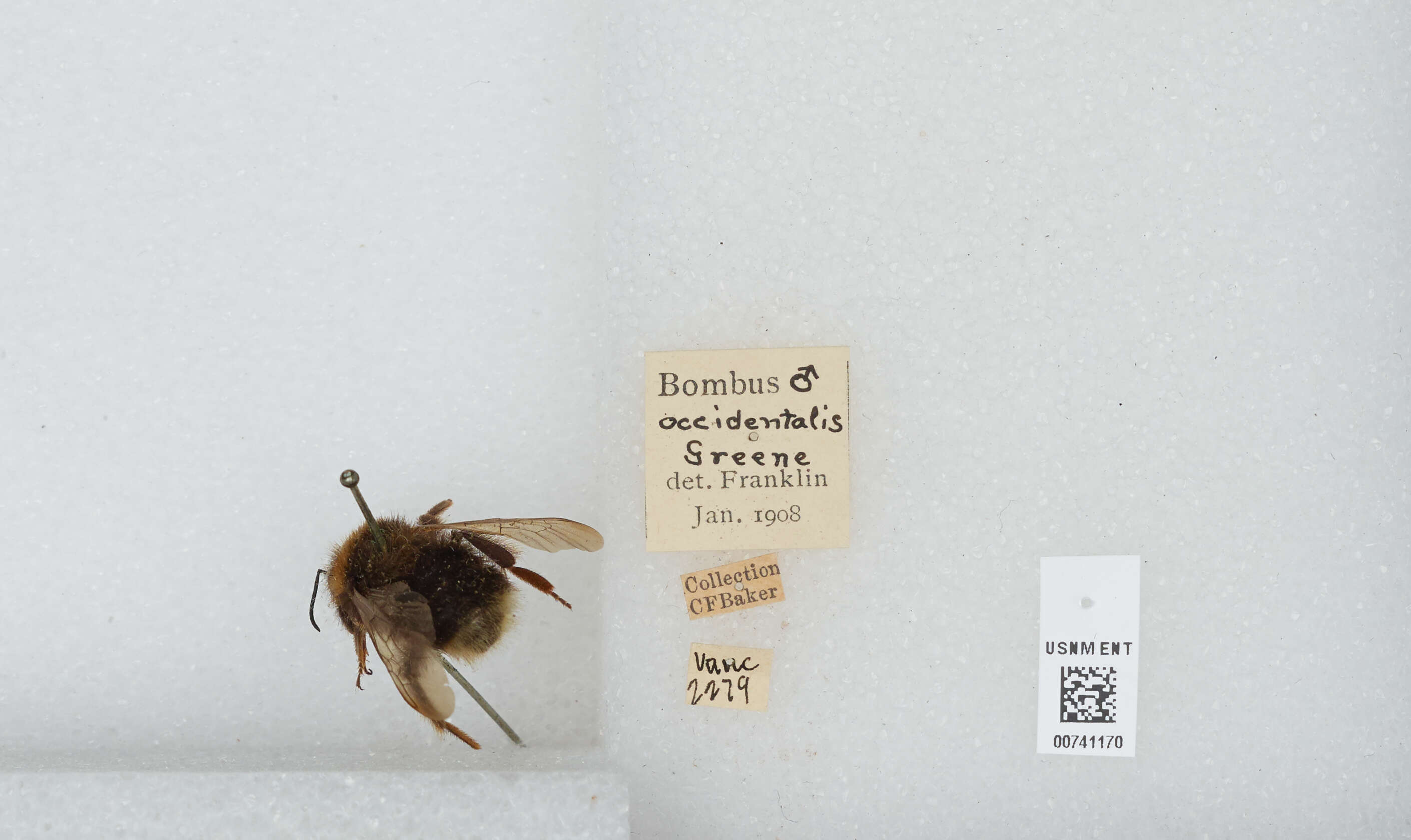 Слика од Bombus occidentalis Greene 1858