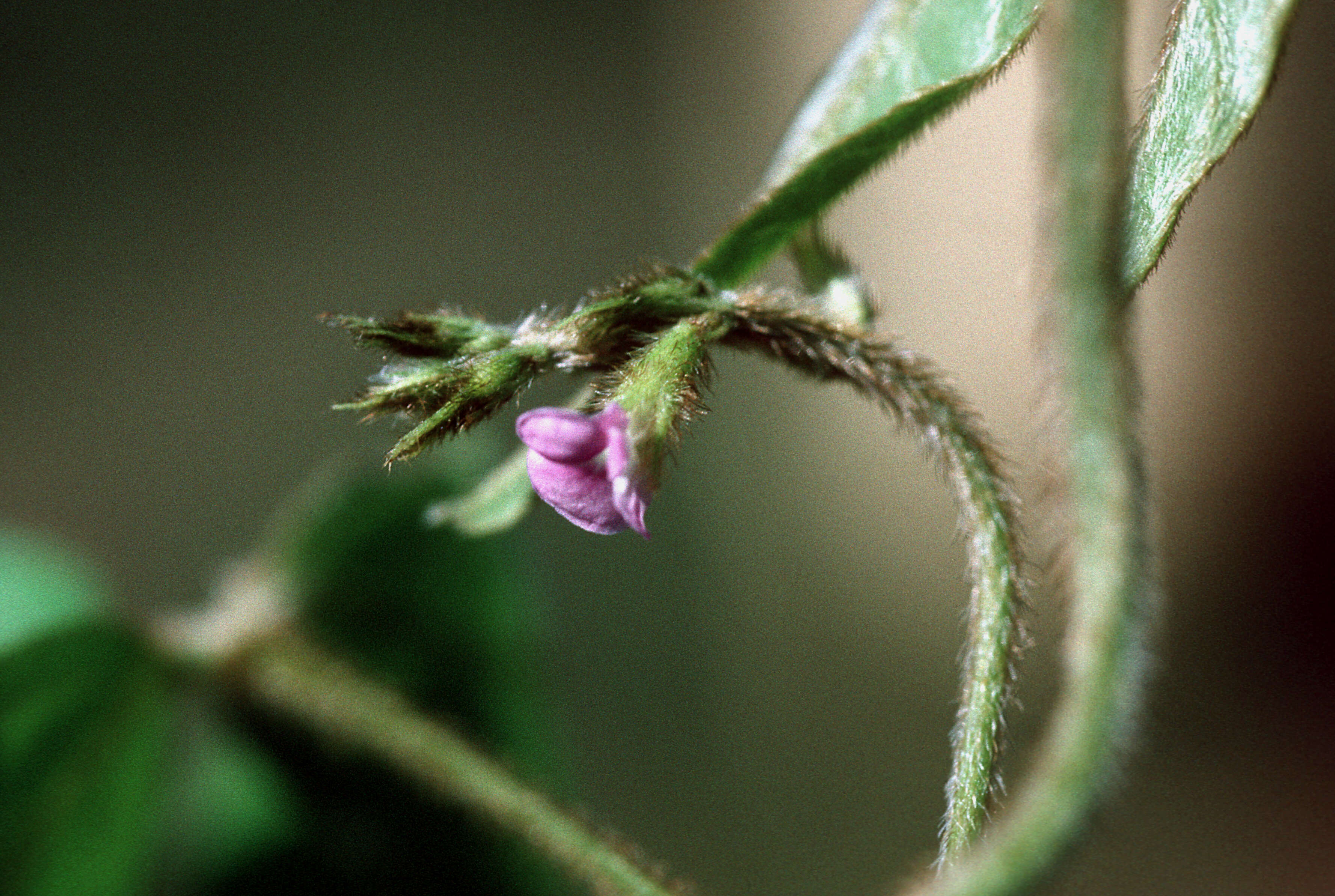 Plancia ëd Teramnus uncinatus (L.) Sw.