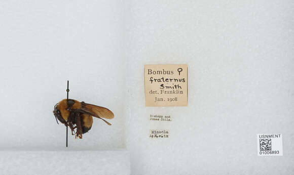 Слика од Bombus fraternus (Smith 1854)