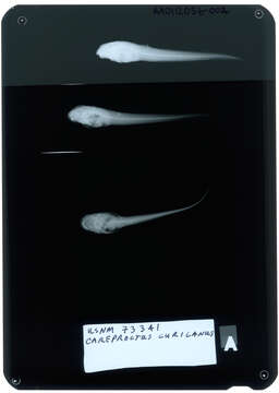 Image of Kuril snailfish