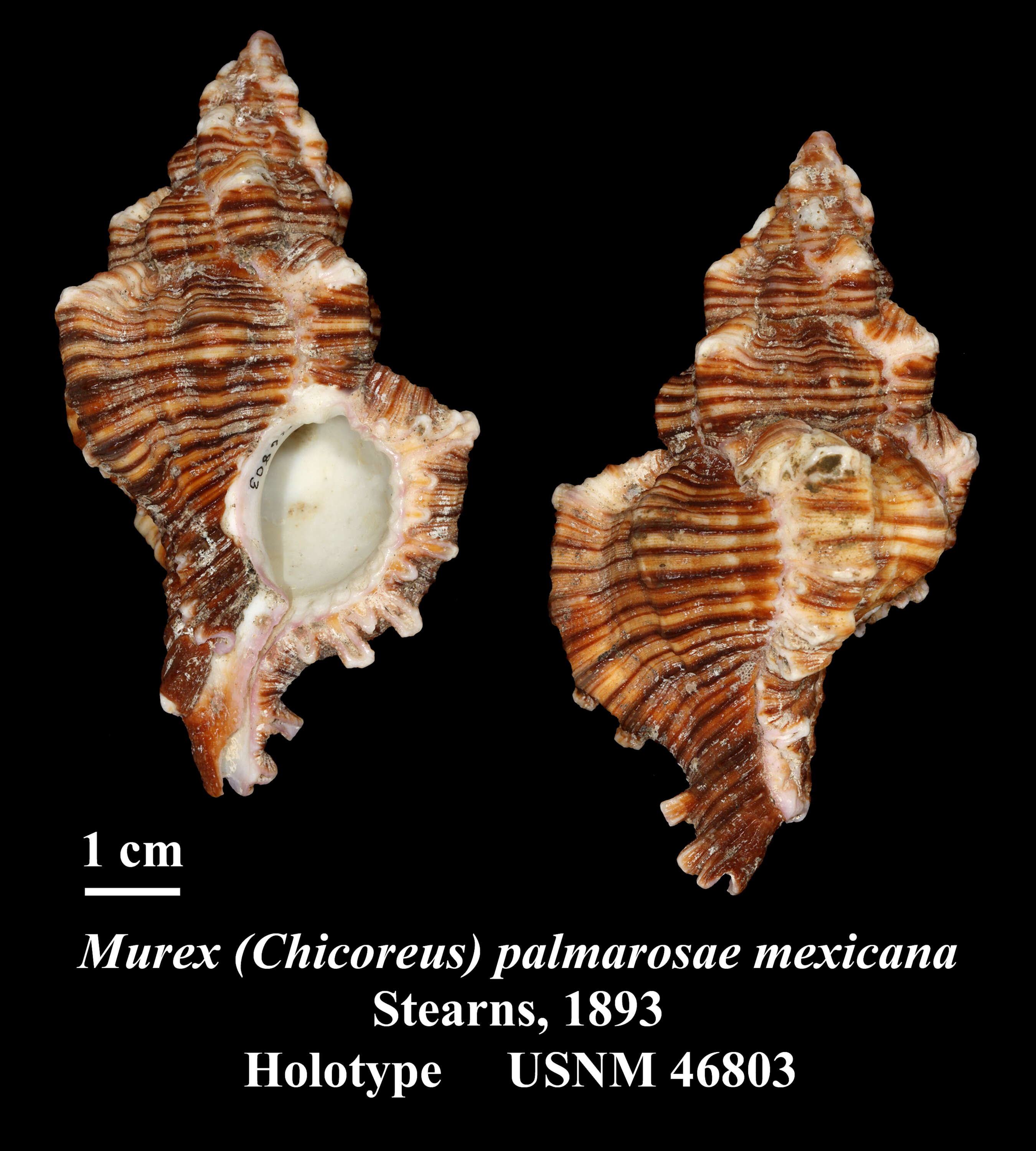 Image of Murex palmarosae Lamarck 1822