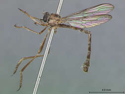 Image of Euscelidia lucioides Dikow 2003