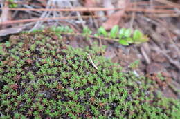 Image of littleleaf pixiemoss