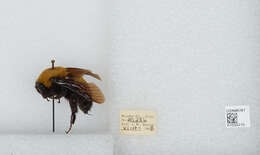 Image of Morrison Bumble Bee