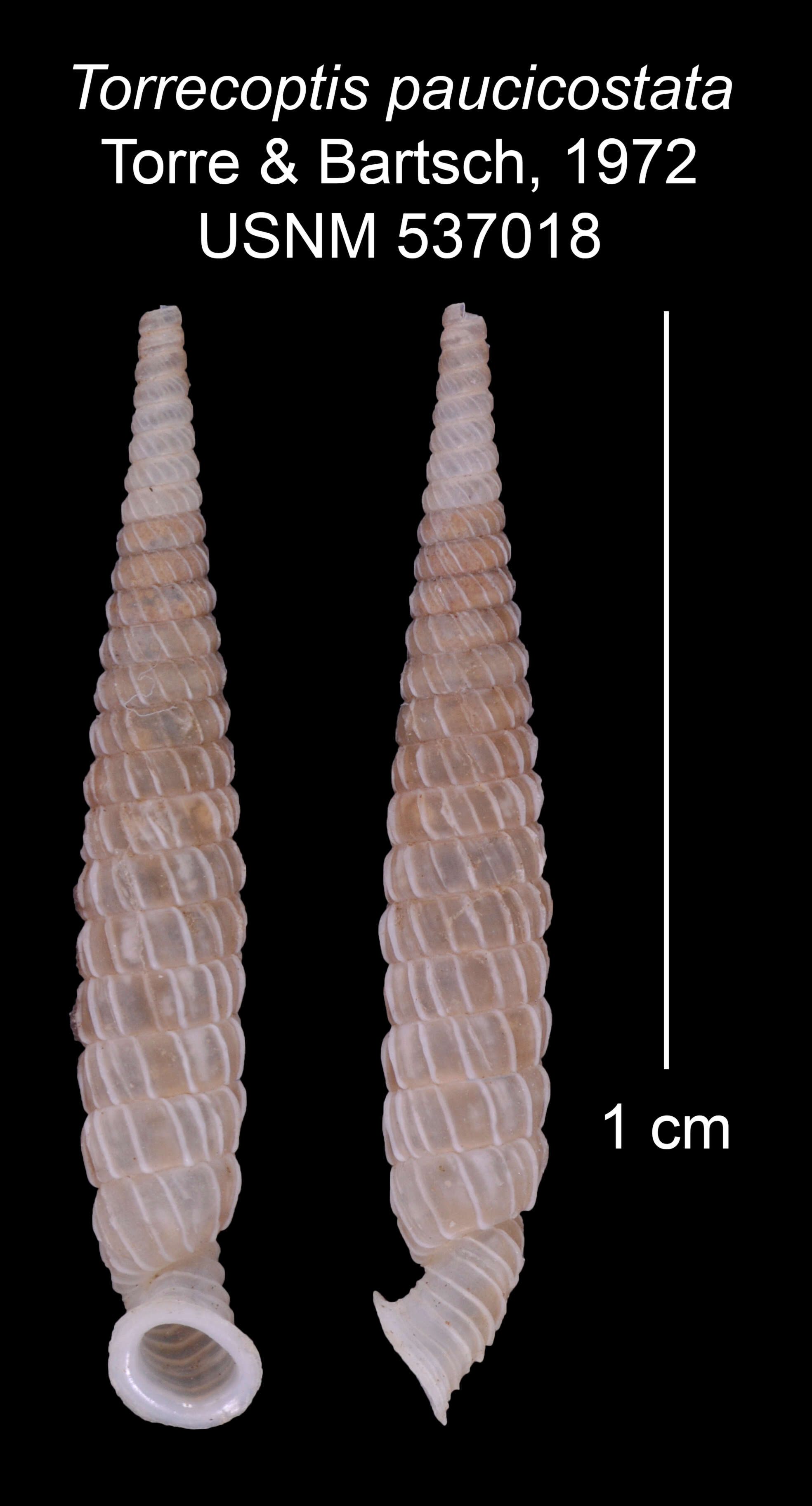 Imagem de Torrecoptis paucicostata C. de la Torre & Bartsch 1972