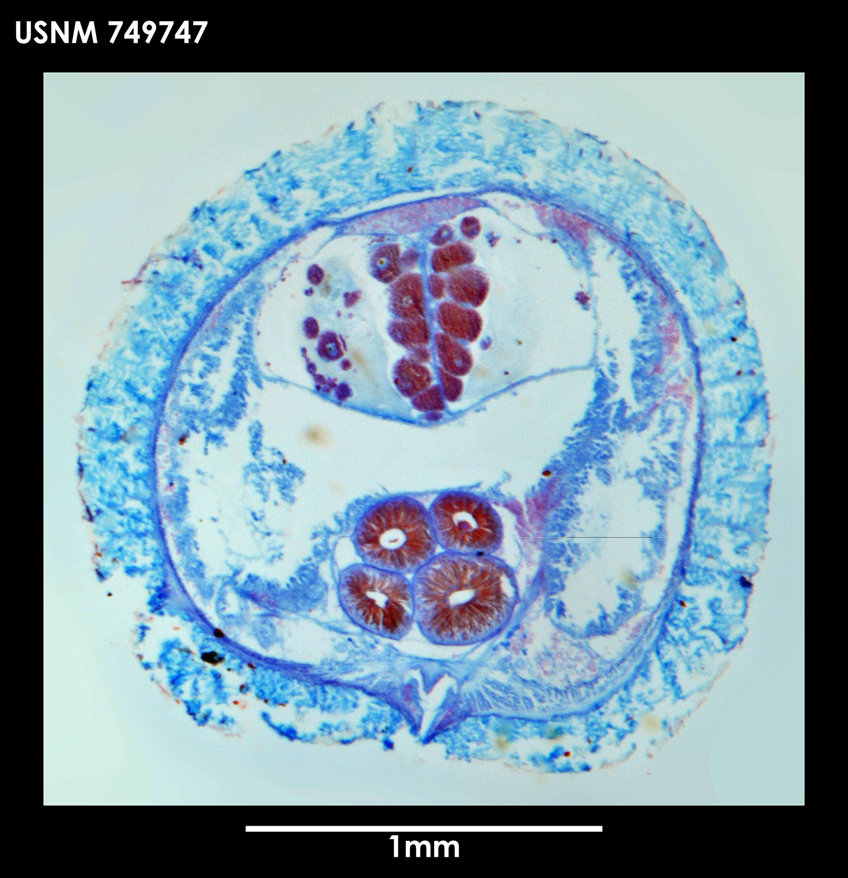 Image of Dorymenia interposita Salvini-Plawen 1978