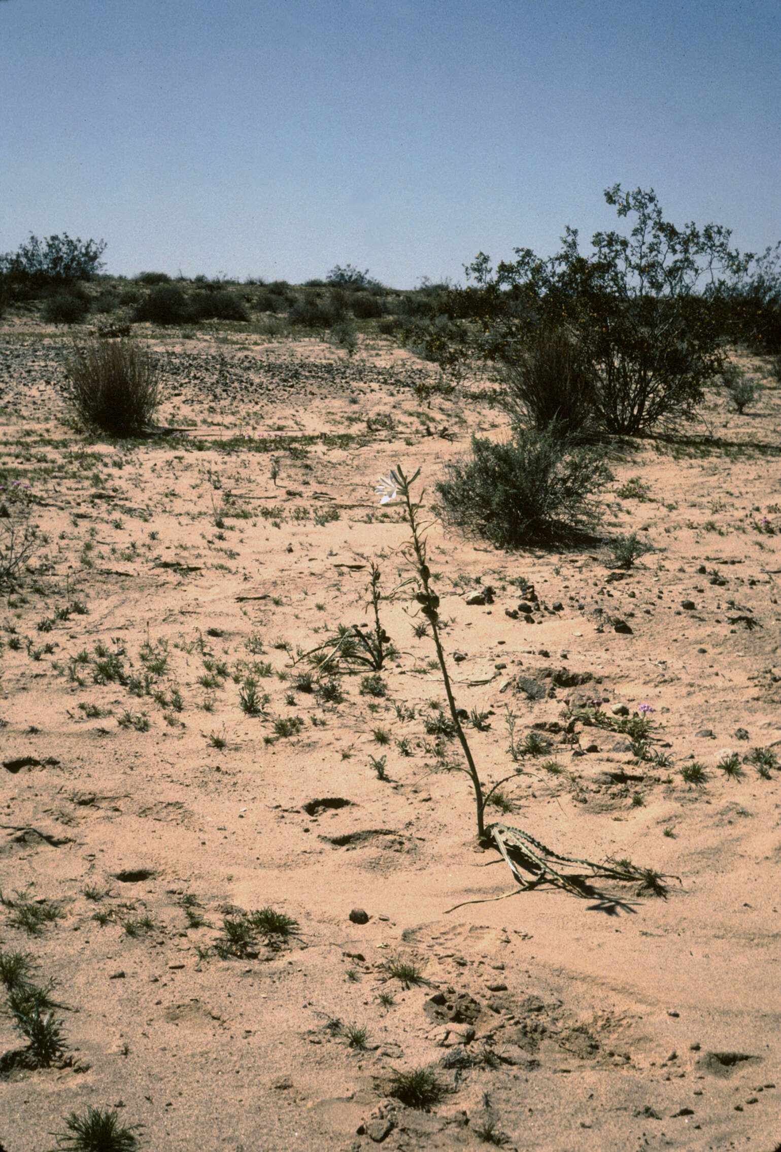 Image of desert lily