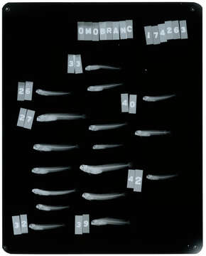 Imagem de Omobranchus rotundiceps (Macleay 1881)