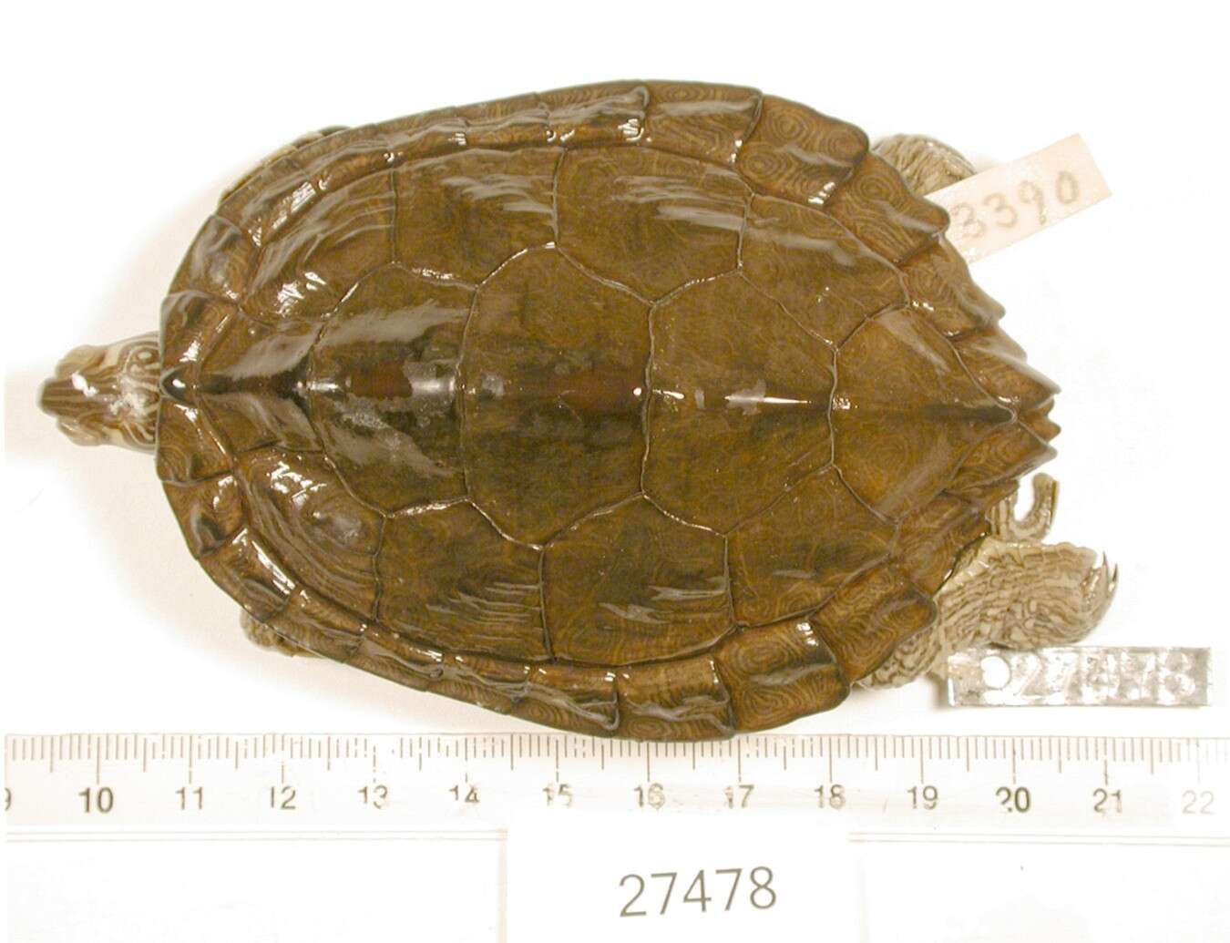 Image of Texas Map Turtle