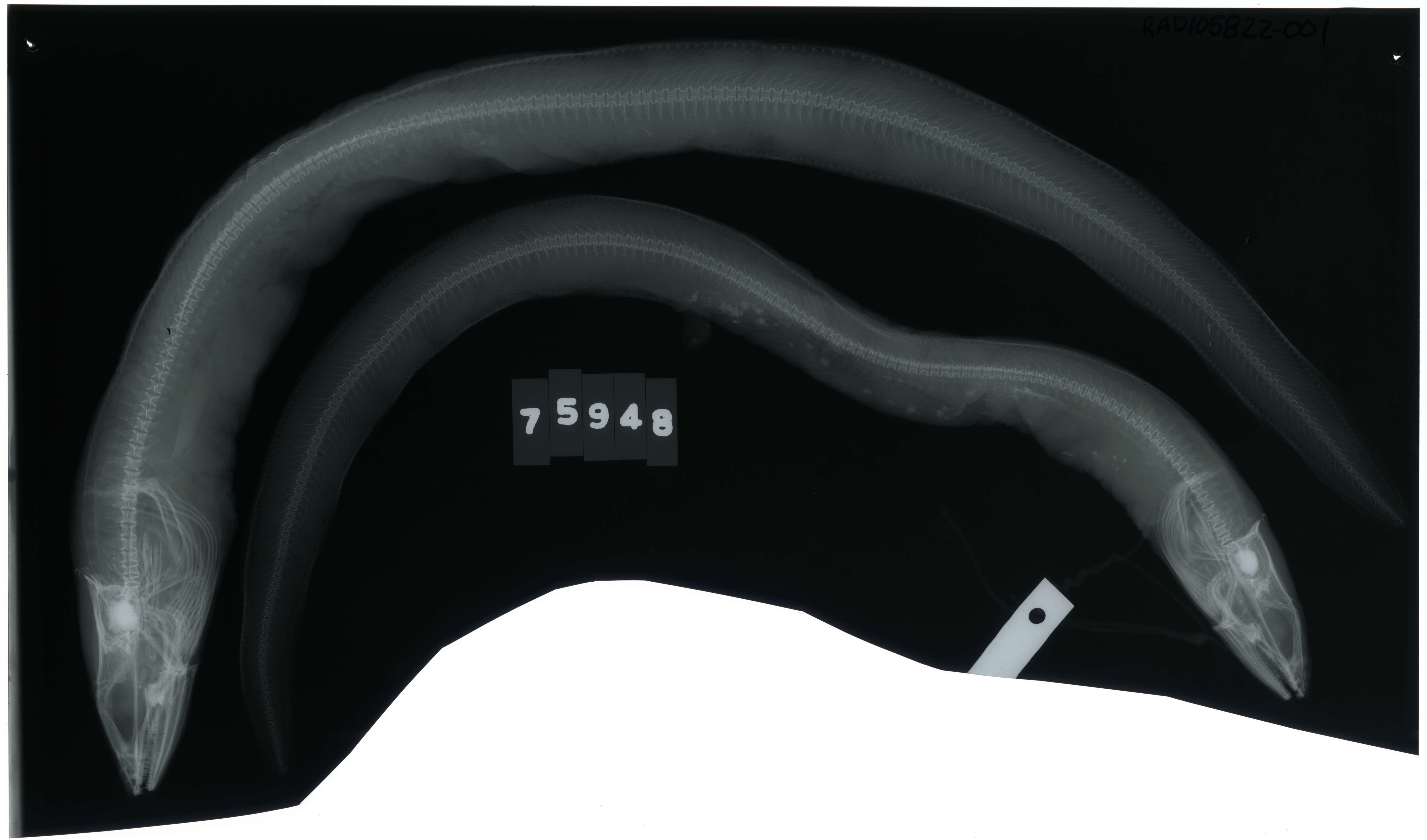 Image of Ariosoma meeki (Jordan & Snyder 1900)