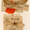 Image of Eupithecia pulgata Dognin 1899