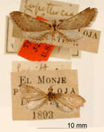 Слика од Eupithecia pulgata Dognin 1899