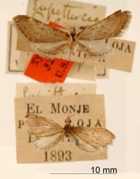 Слика од Eupithecia pulgata Dognin 1899