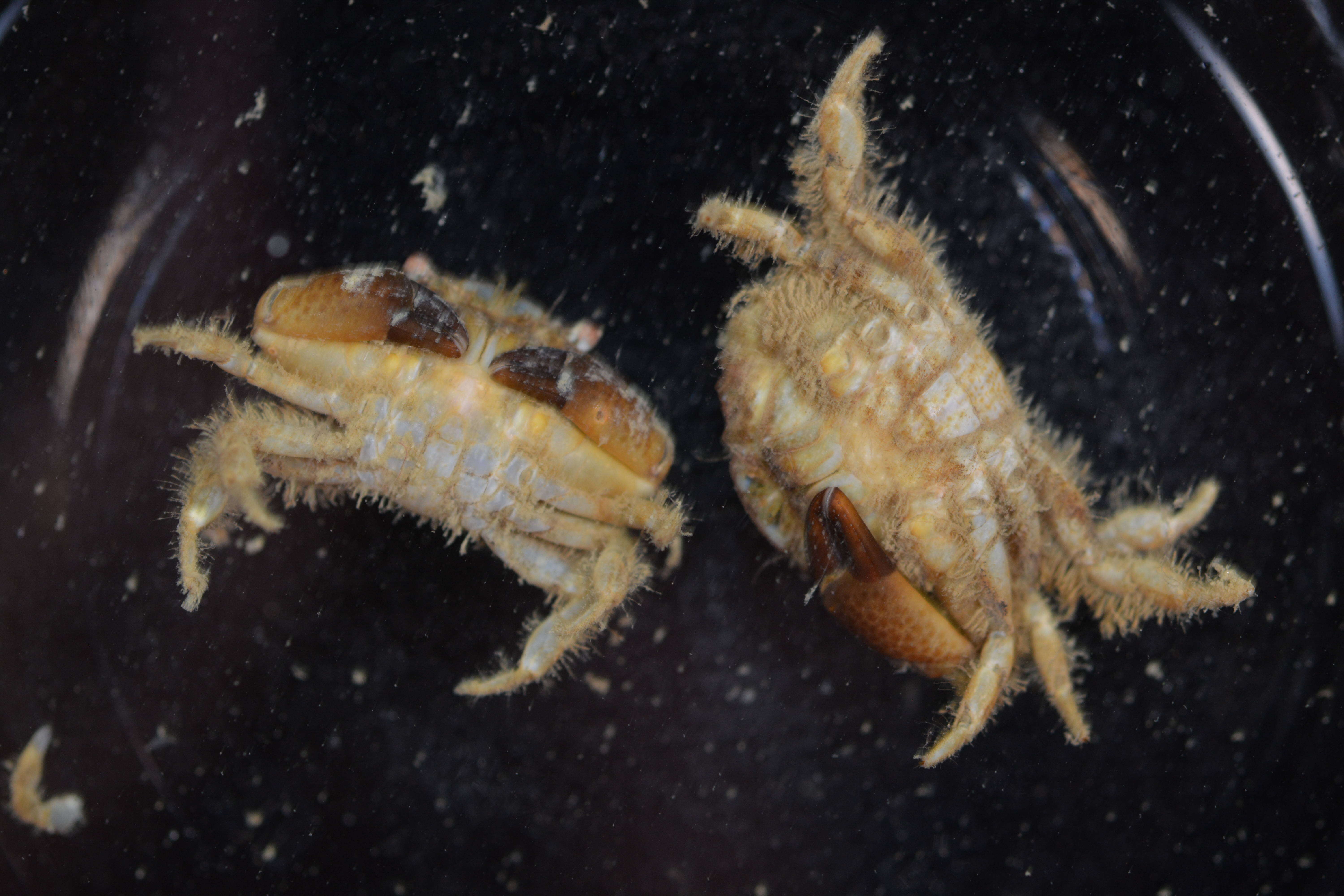 Image of Xanthidae