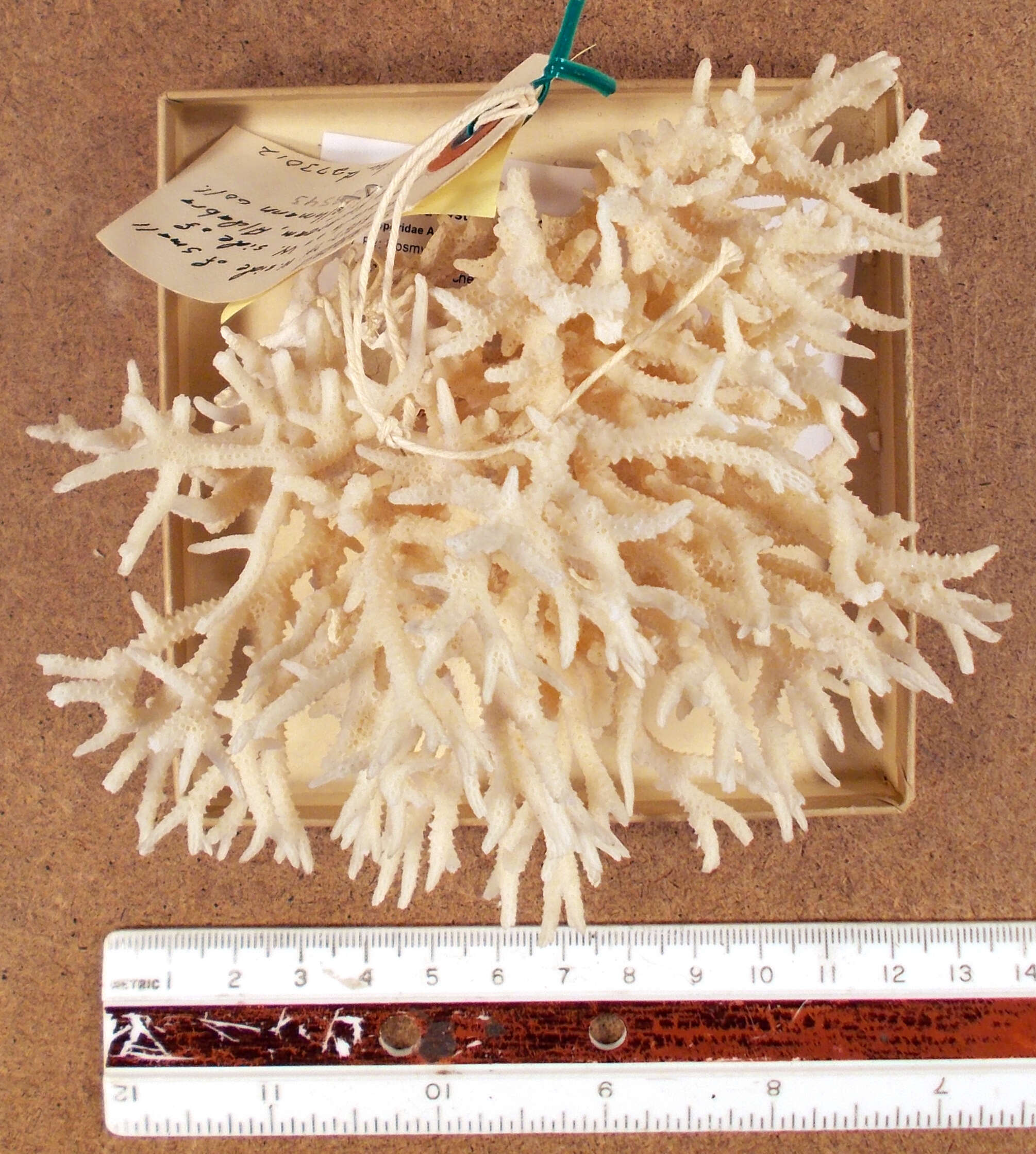 Image of Thin Birdsnest Coral