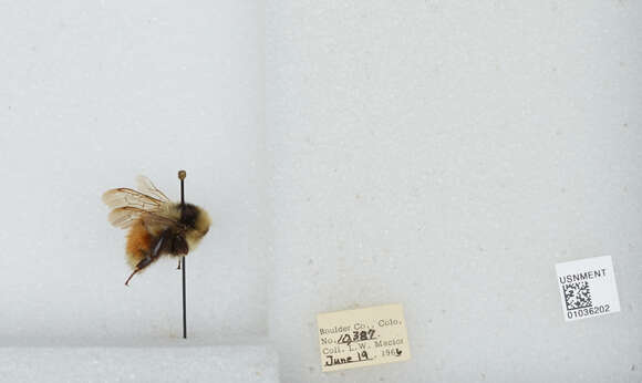 Image de Bombus sylvicola Kirby 1837