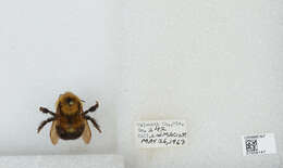 صورة Bombus bimaculatus Cresson 1864