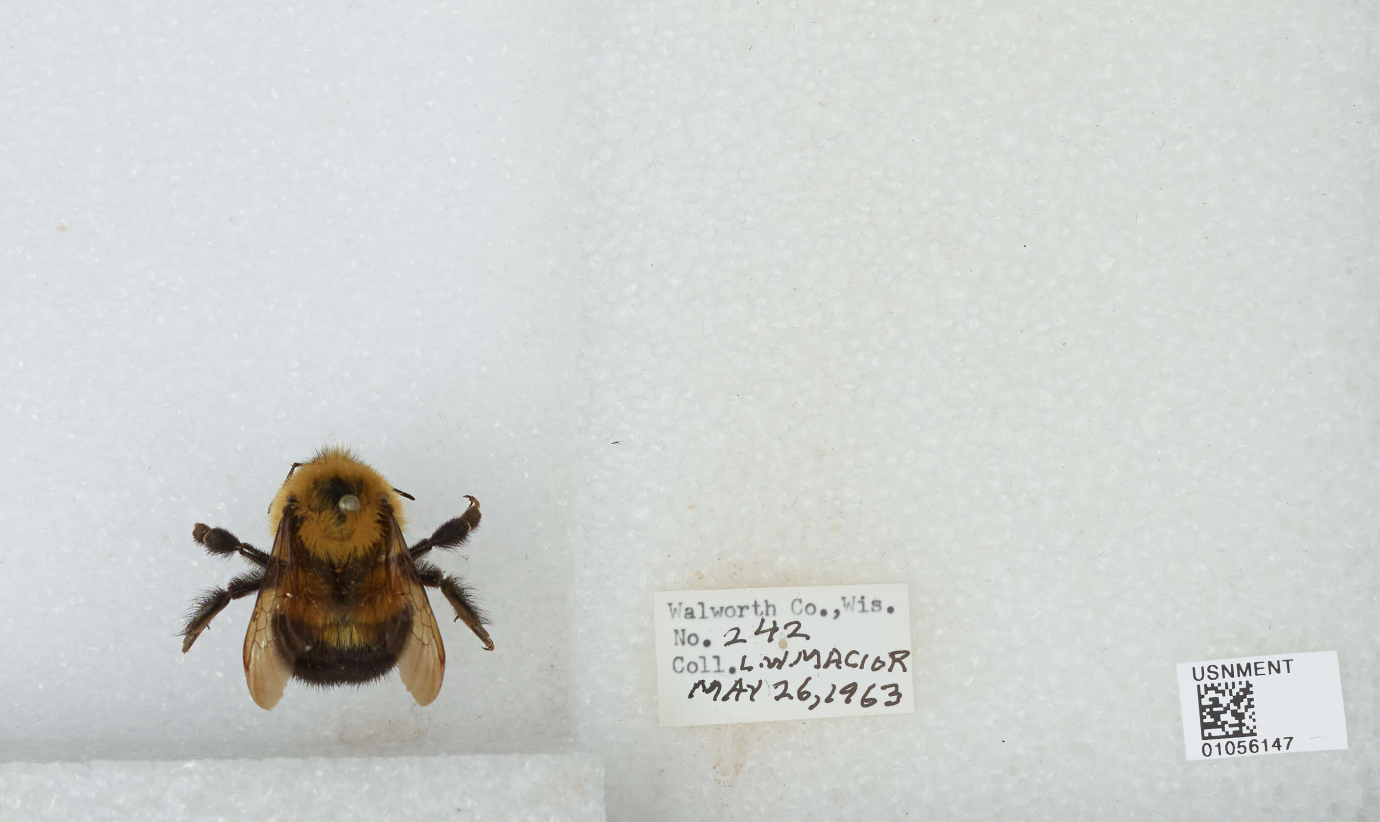 صورة Bombus bimaculatus Cresson 1864