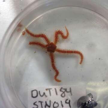 Image of Daisy brittle star